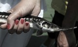 Danube Environmental Forum: 1000 junge Störe werden in der Donau ausgesetzt.